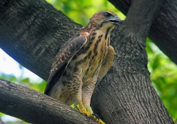 鳳頭蒼鷹