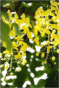 阿勃勒