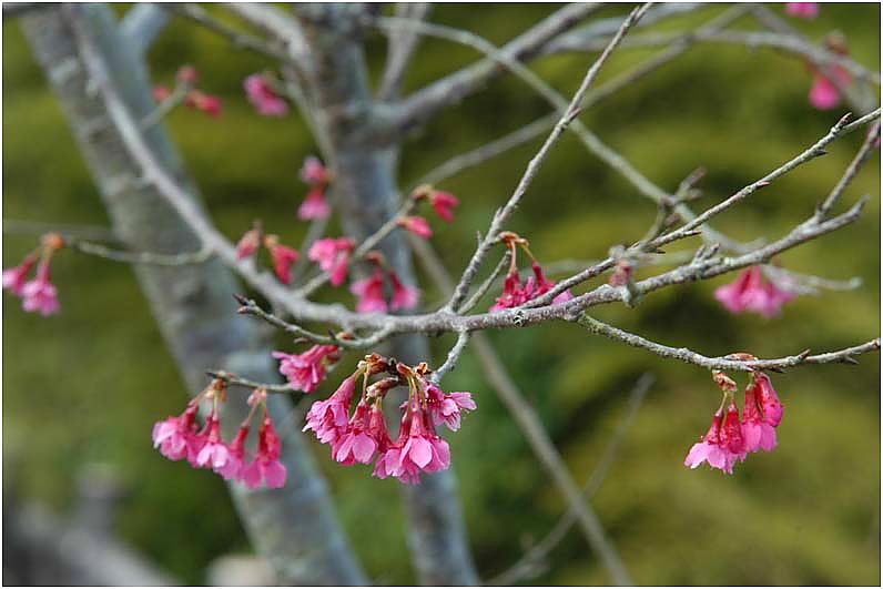 山櫻花